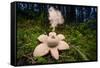 Collared earthstar dispersing spores, Peak District, Derbyshire-Alex Hyde-Framed Stretched Canvas