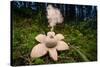 Collared earthstar dispersing spores, Peak District, Derbyshire-Alex Hyde-Stretched Canvas