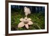 Collared earthstar dispersing spores, Peak District, Derbyshire-Alex Hyde-Framed Photographic Print