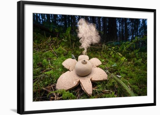 Collared earthstar dispersing spores, Peak District, Derbyshire-Alex Hyde-Framed Photographic Print