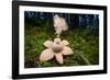 Collared earthstar dispersing spores, Peak District, Derbyshire-Alex Hyde-Framed Photographic Print