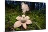 Collared earthstar dispersing spores, Peak District, Derbyshire-Alex Hyde-Mounted Photographic Print