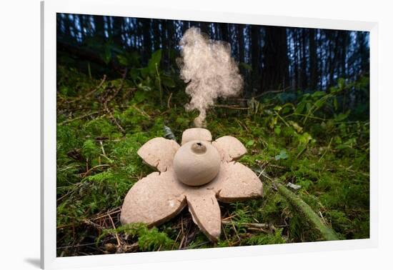 Collared earthstar dispersing spores, Peak District, Derbyshire-Alex Hyde-Framed Photographic Print