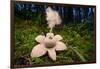 Collared earthstar dispersing spores, Peak District, Derbyshire-Alex Hyde-Framed Photographic Print