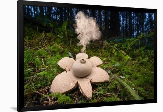 Collared earthstar dispersing spores, Peak District, Derbyshire-Alex Hyde-Framed Photographic Print