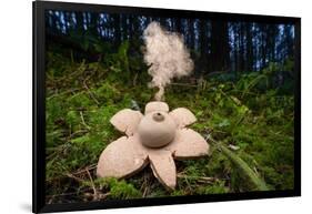 Collared earthstar dispersing spores, Peak District, Derbyshire-Alex Hyde-Framed Photographic Print