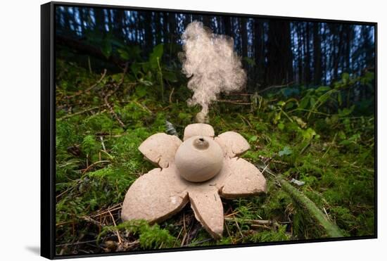 Collared earthstar dispersing spores, Peak District, Derbyshire-Alex Hyde-Framed Stretched Canvas