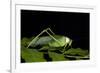 Collared Katydid (Euceraia), Yasuni NP, Amazon Rainforest, Ecuador-Pete Oxford-Framed Photographic Print