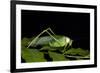 Collared Katydid (Euceraia), Yasuni NP, Amazon Rainforest, Ecuador-Pete Oxford-Framed Photographic Print
