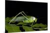 Collared Katydid (Euceraia), Yasuni NP, Amazon Rainforest, Ecuador-Pete Oxford-Mounted Photographic Print