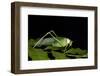 Collared Katydid (Euceraia), Yasuni NP, Amazon Rainforest, Ecuador-Pete Oxford-Framed Photographic Print