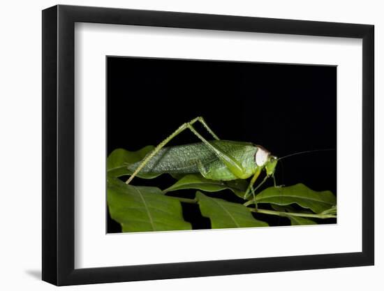 Collared Katydid (Euceraia), Yasuni NP, Amazon Rainforest, Ecuador-Pete Oxford-Framed Photographic Print