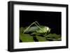 Collared Katydid (Euceraia), Yasuni NP, Amazon Rainforest, Ecuador-Pete Oxford-Framed Photographic Print