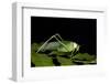 Collared Katydid (Euceraia), Yasuni NP, Amazon Rainforest, Ecuador-Pete Oxford-Framed Photographic Print