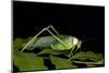 Collared Katydid (Euceraia), Yasuni NP, Amazon Rainforest, Ecuador-Pete Oxford-Mounted Photographic Print