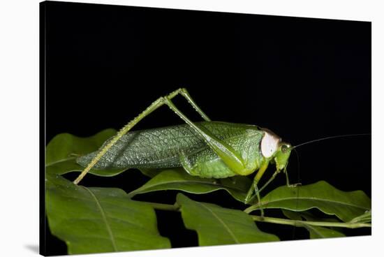 Collared Katydid (Euceraia), Yasuni NP, Amazon Rainforest, Ecuador-Pete Oxford-Stretched Canvas