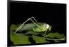 Collared Katydid (Euceraia), Yasuni NP, Amazon Rainforest, Ecuador-Pete Oxford-Framed Photographic Print