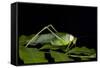 Collared Katydid (Euceraia), Yasuni NP, Amazon Rainforest, Ecuador-Pete Oxford-Framed Stretched Canvas