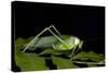 Collared Katydid (Euceraia), Yasuni NP, Amazon Rainforest, Ecuador-Pete Oxford-Stretched Canvas