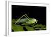 Collared Katydid (Euceraia), Yasuni NP, Amazon Rainforest, Ecuador-Pete Oxford-Framed Photographic Print