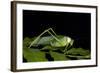 Collared Katydid (Euceraia), Yasuni NP, Amazon Rainforest, Ecuador-Pete Oxford-Framed Photographic Print