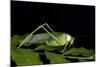 Collared Katydid (Euceraia), Yasuni NP, Amazon Rainforest, Ecuador-Pete Oxford-Mounted Photographic Print