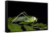 Collared Katydid (Euceraia), Yasuni NP, Amazon Rainforest, Ecuador-Pete Oxford-Framed Stretched Canvas