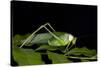 Collared Katydid (Euceraia), Yasuni NP, Amazon Rainforest, Ecuador-Pete Oxford-Stretched Canvas