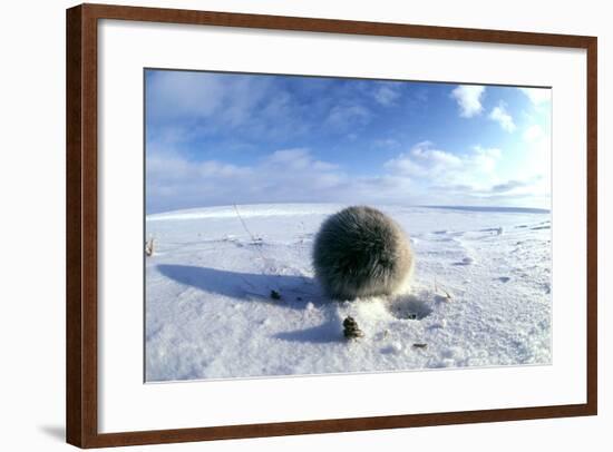 Collared Lemming Adult in Winter Fur, Looks Like-Andrey Zvoznikov-Framed Photographic Print