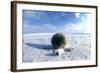 Collared Lemming Adult in Winter Fur, Looks Like-Andrey Zvoznikov-Framed Photographic Print