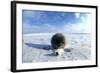 Collared Lemming Adult in Winter Fur, Looks Like-Andrey Zvoznikov-Framed Photographic Print