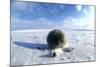 Collared Lemming Adult in Winter Fur, Looks Like-Andrey Zvoznikov-Mounted Photographic Print