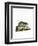 Collared Lemming-null-Framed Premium Giclee Print