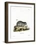 Collared Lemming-null-Framed Giclee Print