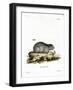 Collared Lemming-null-Framed Giclee Print