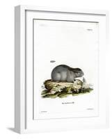 Collared Lemming-null-Framed Giclee Print