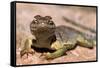 Collared lizard. Mark Twain National Forest, Missouri, USA-Scott T. Smith-Framed Stretched Canvas