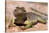 Collared lizard. Mark Twain National Forest, Missouri, USA-Scott T. Smith-Stretched Canvas