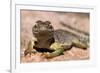 Collared lizard. Mark Twain National Forest, Missouri, USA-Scott T. Smith-Framed Photographic Print