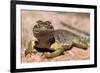 Collared lizard. Mark Twain National Forest, Missouri, USA-Scott T. Smith-Framed Photographic Print