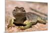 Collared lizard. Mark Twain National Forest, Missouri, USA-Scott T. Smith-Mounted Photographic Print