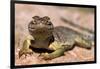 Collared lizard. Mark Twain National Forest, Missouri, USA-Scott T. Smith-Framed Photographic Print