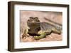 Collared lizard. Mark Twain National Forest, Missouri, USA-Scott T. Smith-Framed Photographic Print