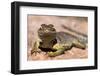 Collared lizard. Mark Twain National Forest, Missouri, USA-Scott T. Smith-Framed Photographic Print
