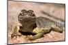 Collared lizard. Mark Twain National Forest, Missouri, USA-Scott T. Smith-Mounted Photographic Print