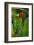 Collared Lory, Endemic to Fiji, Captive-Pete Oxford-Framed Photographic Print