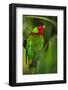 Collared Lory, Endemic to Fiji, Captive-Pete Oxford-Framed Photographic Print