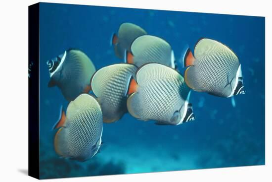 Collared Pakistan Butterfly Fish-null-Stretched Canvas