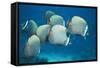 Collared Pakistan Butterfly Fish-null-Framed Stretched Canvas