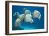 Collared Pakistan Butterfly Fish-null-Framed Photographic Print